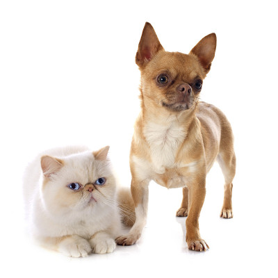 异国情调的短毛猫和吉娃娃