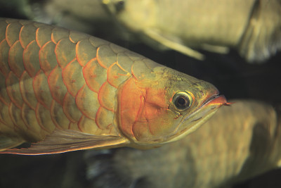 亚洲arowana