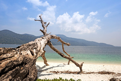 美丽的热带海滩和大海上的干树枝