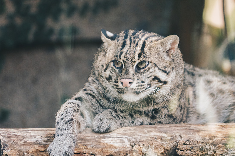 垂钓猫或红树猫(Prionailurus viverrinus)在栖木上休息