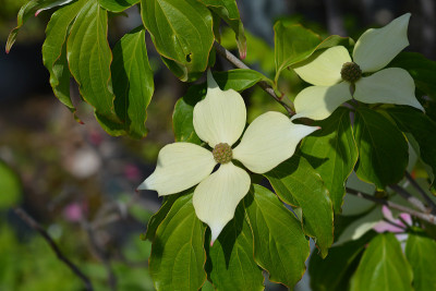 开花山茱萸Teutonia