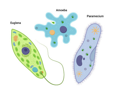 单细胞生物的载体说明。变形阿米巴、尾草履虫和绿毛蜂。原生动物