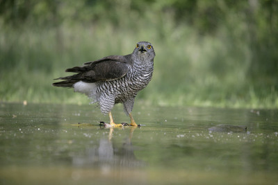 苍鹰,猛禽gentilis