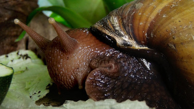 蜗牛特写(Achatina Fulica)
