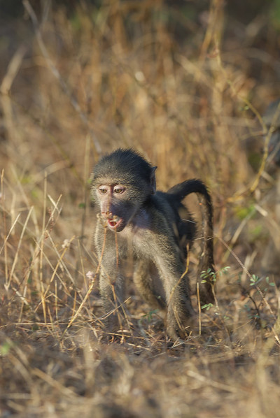 Baboon.Monkey.South非洲