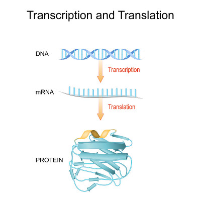 DNA, RNA, mRNA和蛋白质合成。转录与翻译的区别。