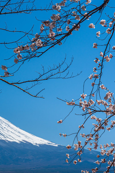 日本富士山上盛开樱花的春天。