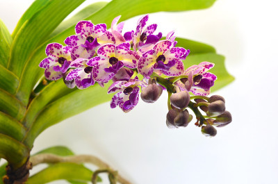 兰花的花