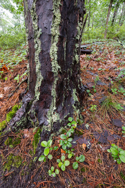 苔藓树干