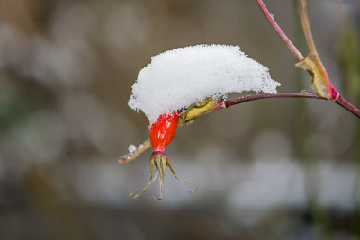 初雪下，树枝上有红色的玫瑰果