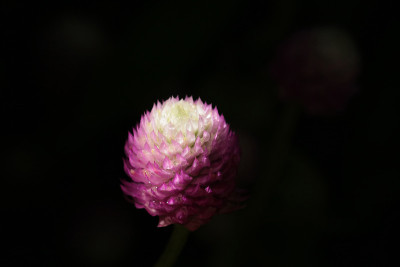 全球苋菜