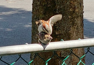 麻雀