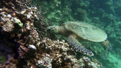 海龟。