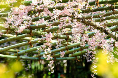 樱花季节在日本京都