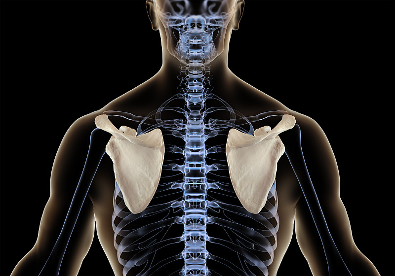 躯干x光检查肩胛骨