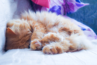 睡觉的猫