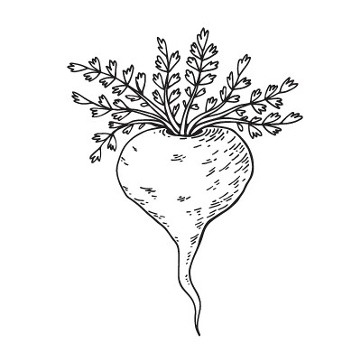 玛咖(Lepidium meyenii，秘鲁人参)。包装设计要素。手绘矢量插图。