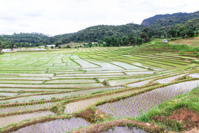 茵他侬的稻田梯田，Ban Mae Klang Luang