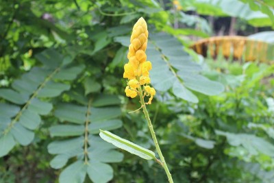 黄色花的癣灌木或蜡烛灌木(Senna alata)被称为akapulko，由于它的泻药，泻药和抗真菌