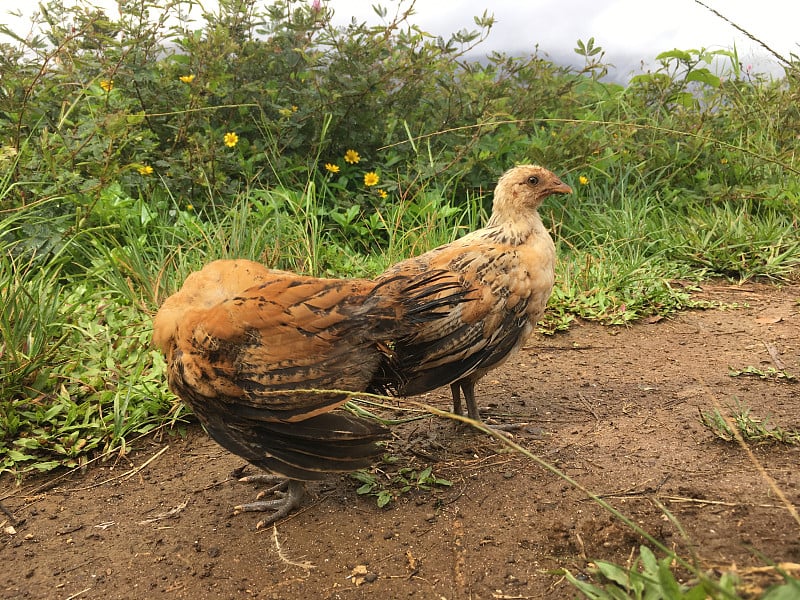 下雨时，夏威夷考艾岛上俯瞰哈纳雷山谷的山顶上的小鸡。