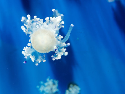 水族馆水母的细节