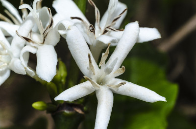 Coffea arabica
