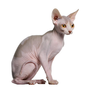 斯芬克斯的侧面，小猫坐着看别处
