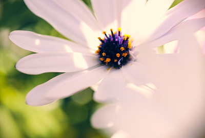 雏菊花