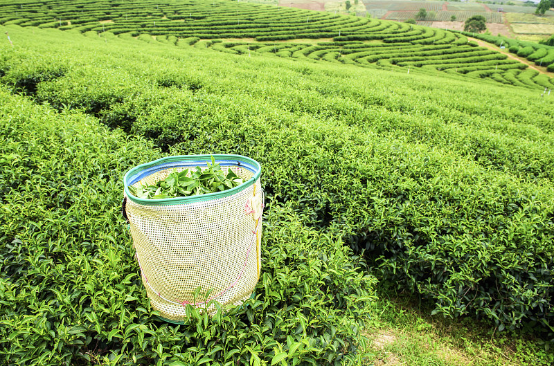 泰国的绿茶种植园景观