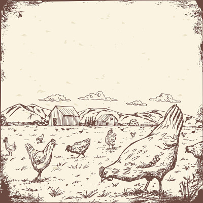 手画一群鸡在草地标志，向量