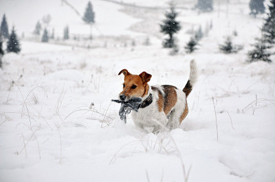 狐狸梗在冬天在雪地里奔跑