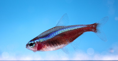 水族馆鱼类,霓虹灯