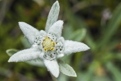 罕见的雪绒花(Leontopodium alpinum)花特写