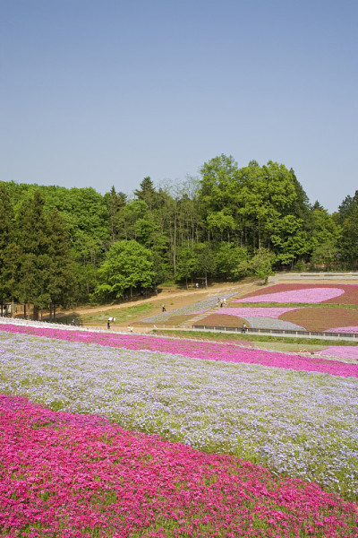夏天羊山公园