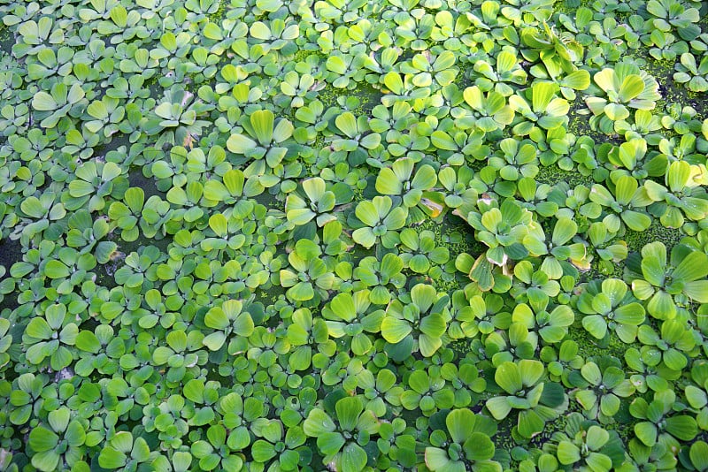 大薸水生植物覆盖水背景