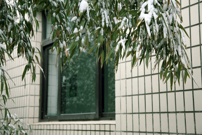 树叶上的雪棍
