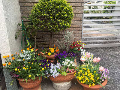 美丽的花在陶罐里生长在街上。花装饰了房子的正面。
