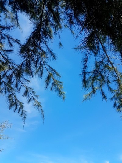 树和蓝天