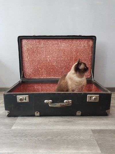 苏格兰猫箱