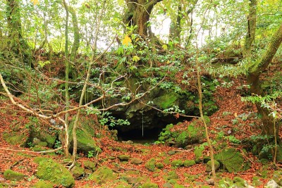森林，Hallasan，山谷，石头，苔藓门，苔藓楼梯，苔藓，寺庙，Hyonom，