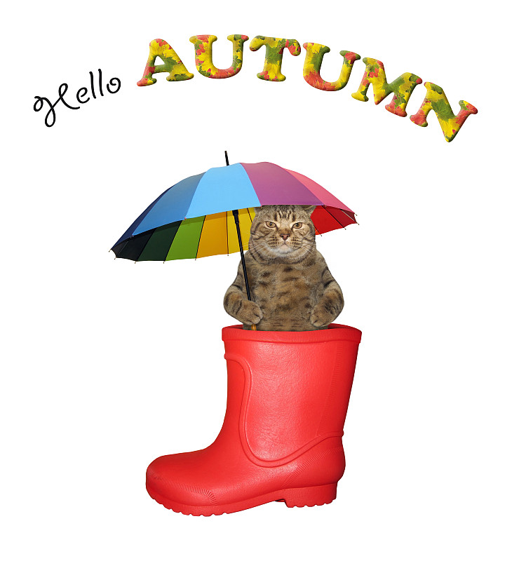猫在伞下穿上了红色的橡胶靴子