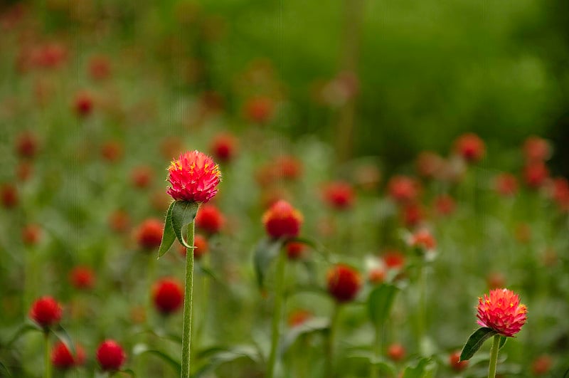 球形苋菜或红堇花的特写