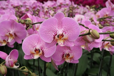 蝴蝶兰花和兰花在农场种植