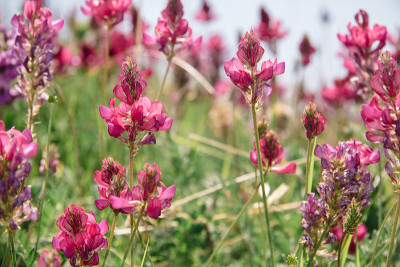 粉红色的灌木Castilleja rhexifolia粉红色的野花在怀俄明州和拉戈纳基高原在阿迪加山