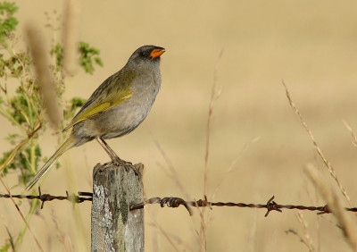 大Pampa-Finch