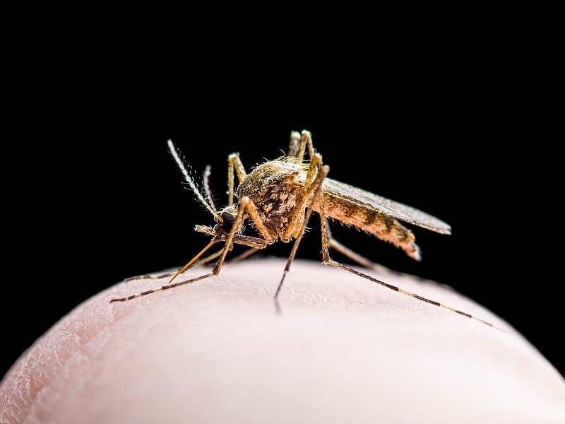 受黄热病、疟疾或寨卡病毒感染的蚊虫叮咬在黑色背景上分离