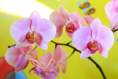 粉色兰花开花