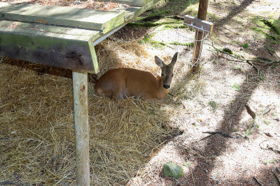 狍在Järvzoo
