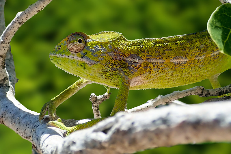 常见的变色龙(Chamaeleo chamaeleon)，马达加斯加常见的变色龙