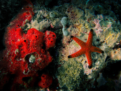 印度海星-红海星-靠近红色海绵的印度蚁